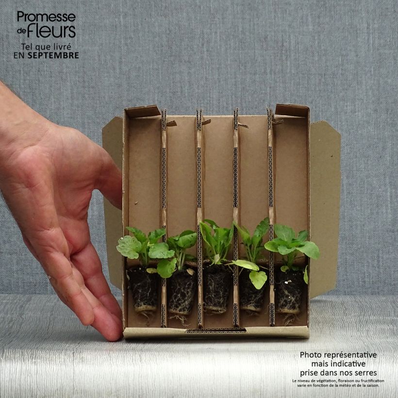 Collection of 5 Matrix Pansies Spices Mix Plug Plants sample as delivered in autumn