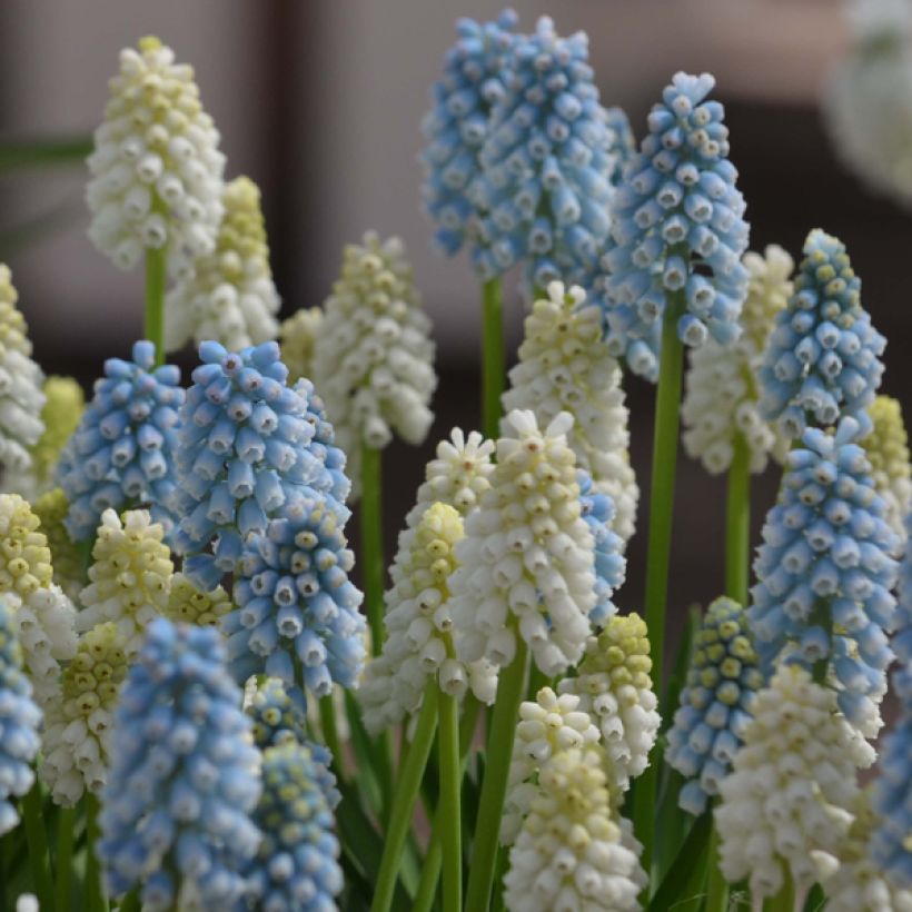 Collection of Muscari Magic (Flowering)