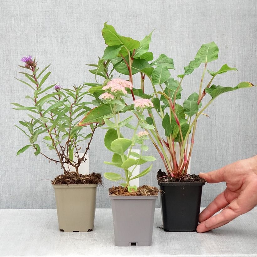 Essential Autumn Perennials Collection sample as delivered in autumn