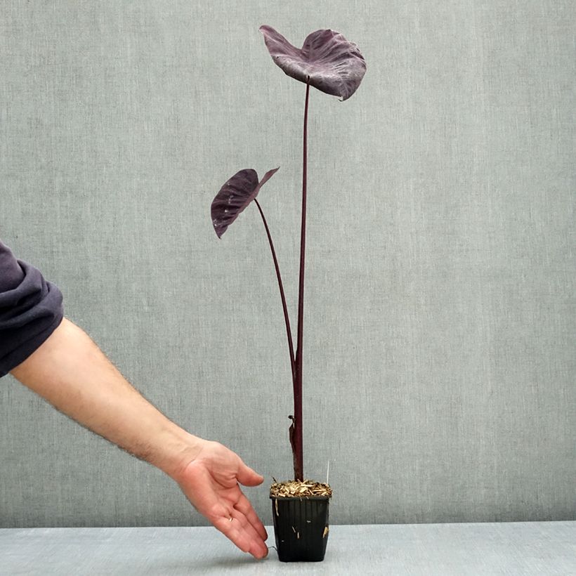 Colocasia esculenta Black magic 8/9 cm pot sample as delivered in autumn