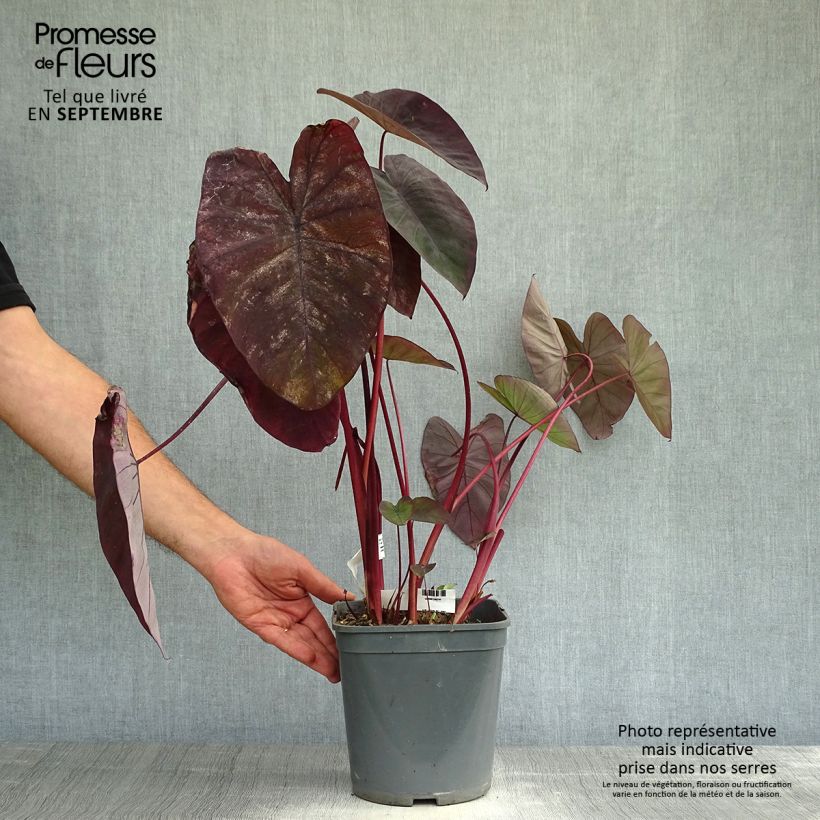 Colocasia esculenta Black magic 4L/5L pot sample as delivered in autumn