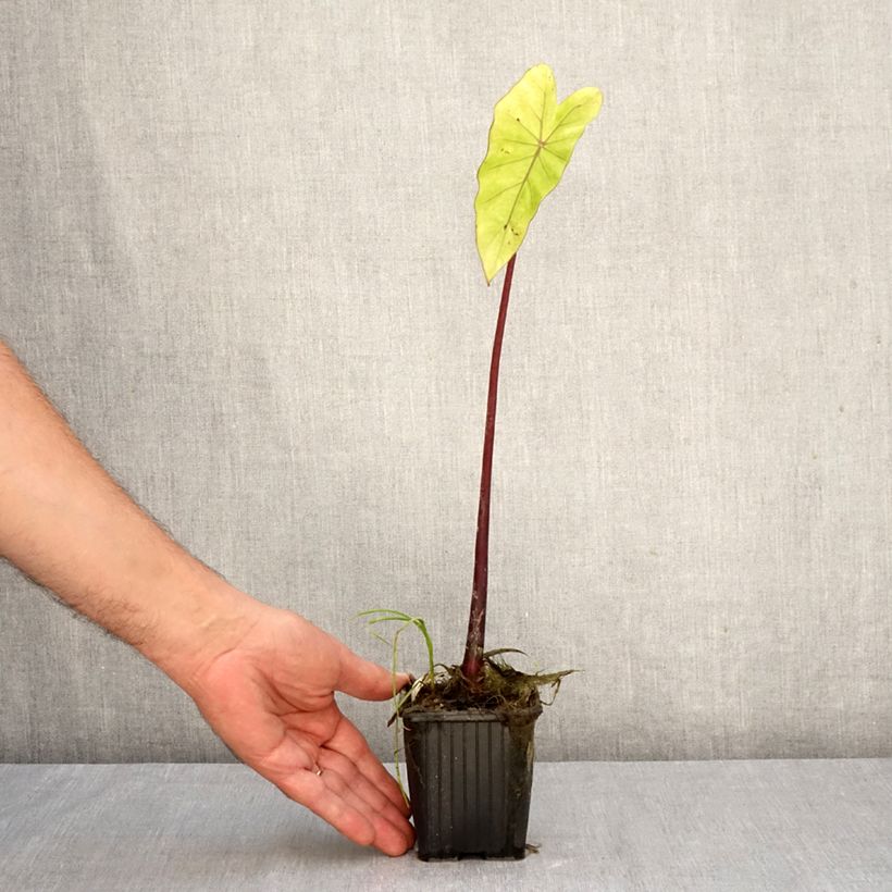 Colocasia esculenta Fontanesii - Elephant Ears 8/9 cm pot sample as delivered in autumn