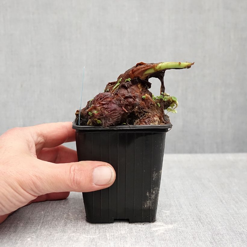 Colocasia esculenta - Elephant Ears 8/9 cm pot sample as delivered in autumn