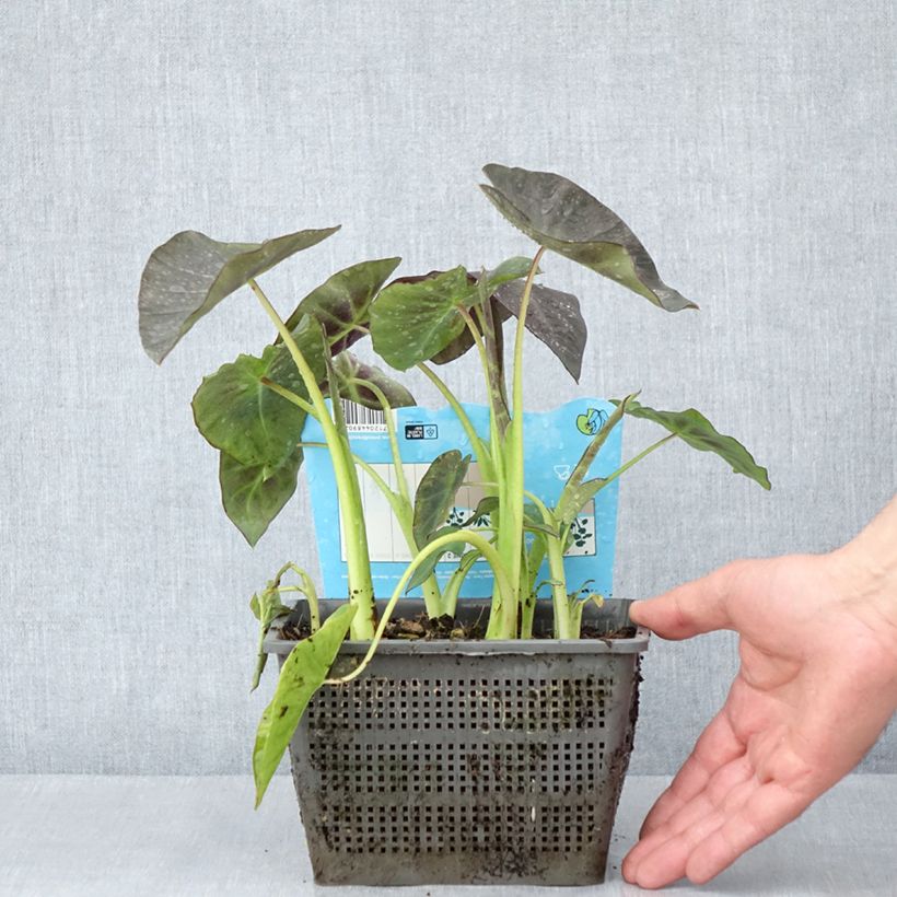 Colocasia esculenta - Elephant Ears 4L/5L pot sample as delivered in spring