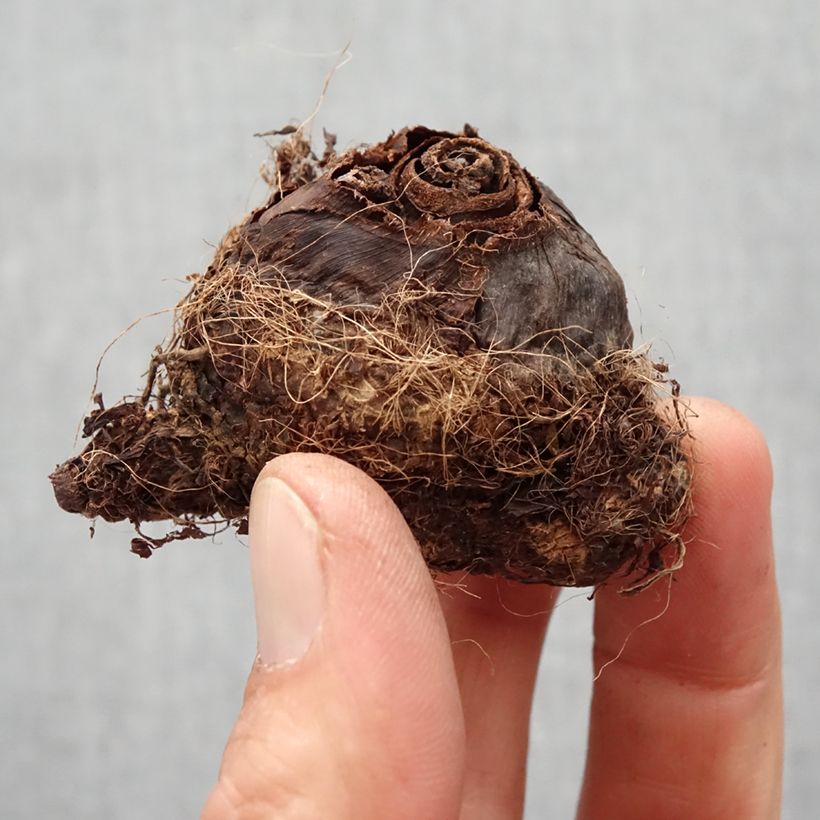 Colocasia Kona Coffee - Elephant Ears Bulb size I sample as delivered in spring