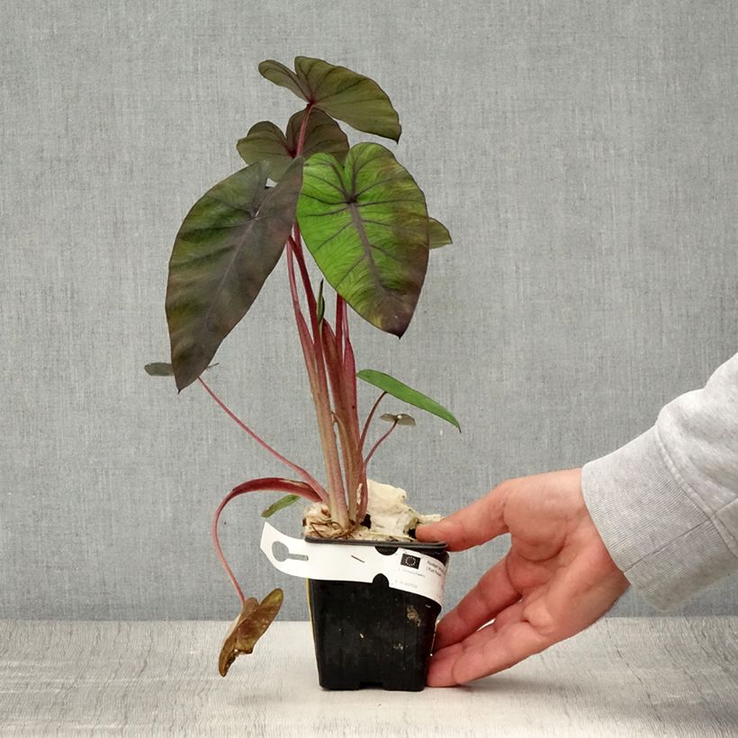 Colocasia Madeira 8/9 cm pot sample as delivered in summer
