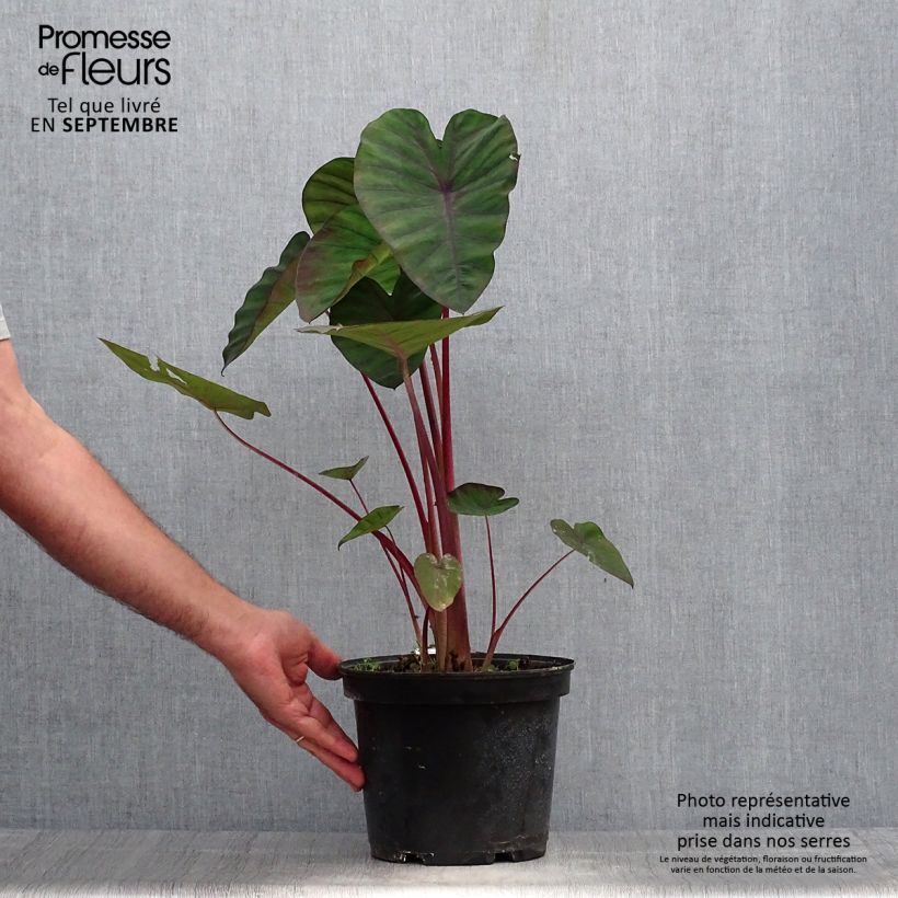 Colocasia Madeira 3L/4L pot sample as delivered in autumn