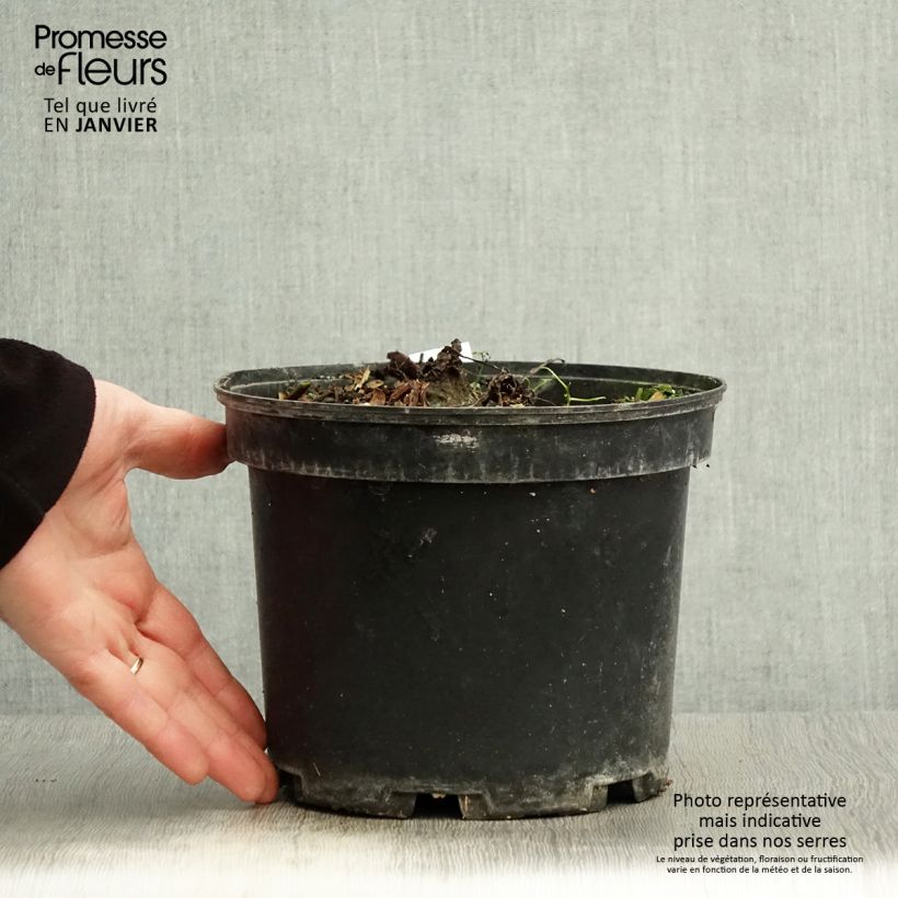 Colocasia Painted Black Gecko 4L/5L pot sample as delivered in winter