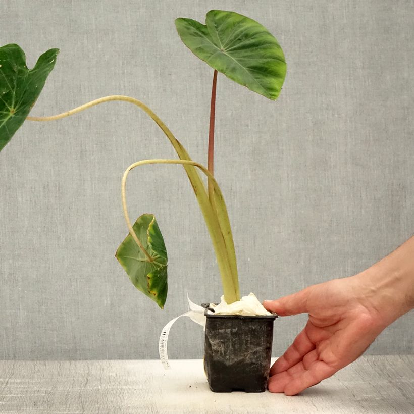 Colocasia Pink China 8/9 cm pot sample as delivered in summer