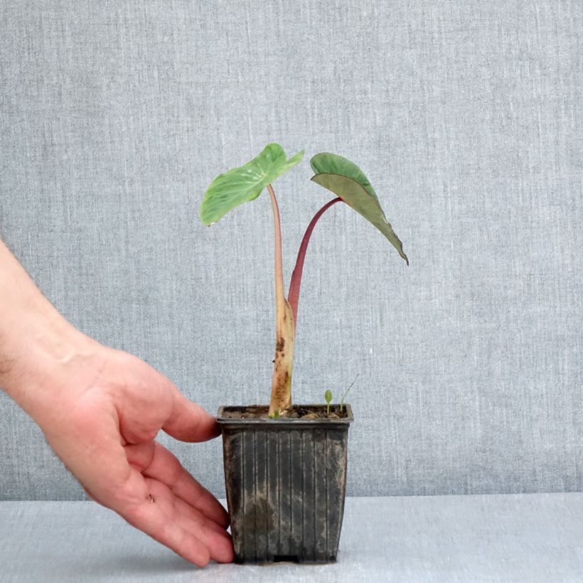 Colocasia Pink China 8/9 cm pot sample as delivered in spring