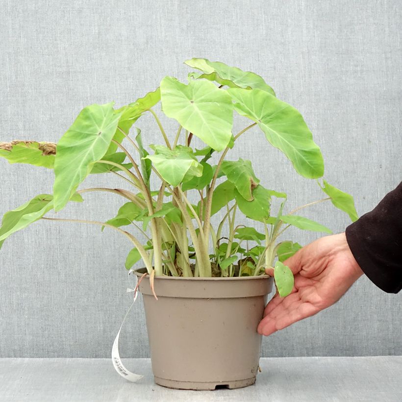 Colocasia x esculenta Red Eyed Gecko - Taro 4L/5L pot sample as delivered in autumn