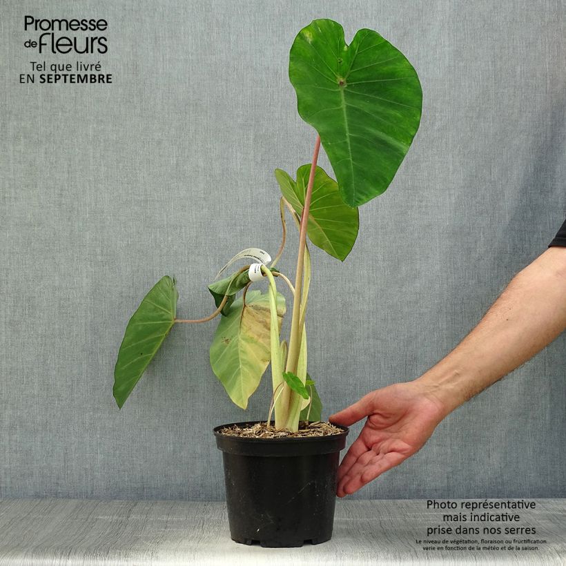 Colocasia esculenta Sangria 3L/4L pot sample as delivered in autumn