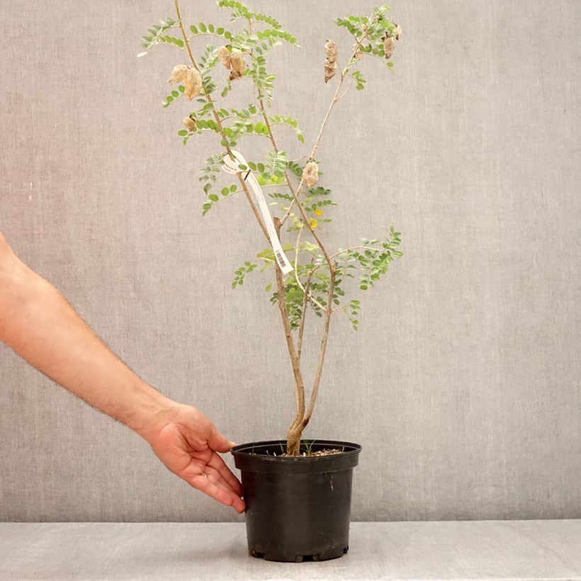 Colutea arborescens 2L/3L pot sample as delivered in summer