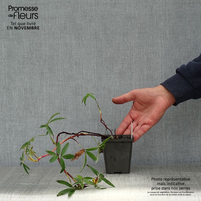 Comarum palustre 8/9 cm pot sample as delivered in autumn