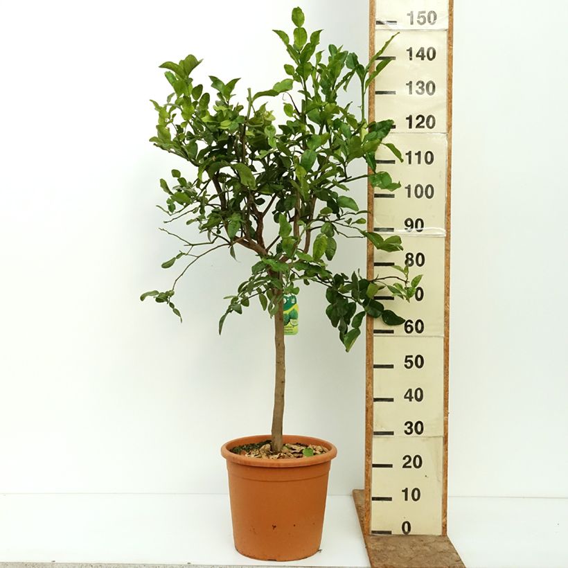 Citrus hystrix - Kaffir Lime 18L/20L pot, Half standard sample as delivered in summer
