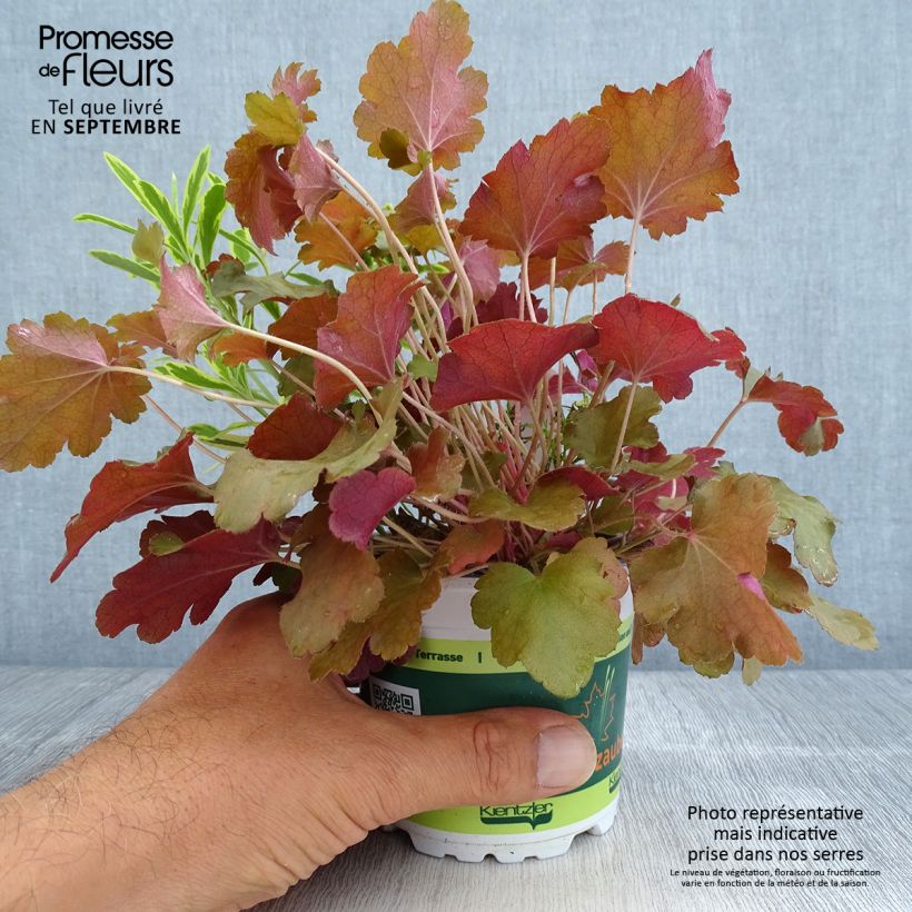 Hidden Treasure Plant Composition - collection of 3 young plants 12cm pot sample as delivered in autumn