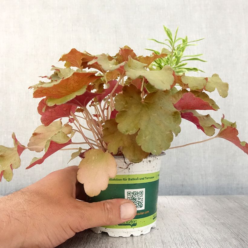 Hidden Treasure Plant Composition - collection of 3 young plants 12cm pot sample as delivered in summer