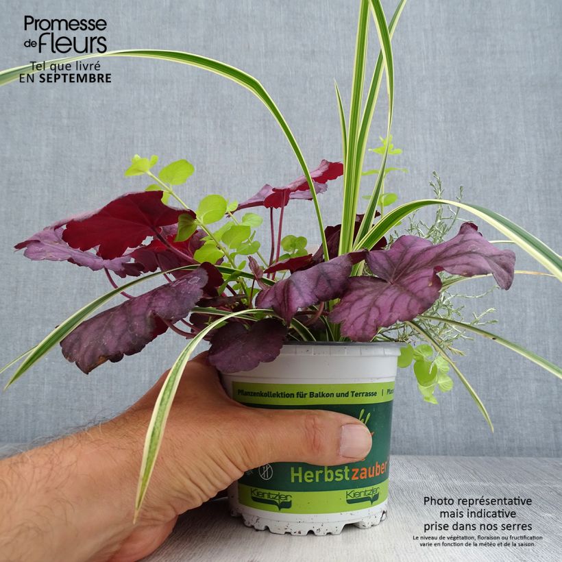 Silent Sunday Composition - A collection of 4 young plants 12cm pot sample as delivered in autumn