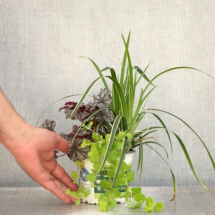 Silent Sunday Composition - A collection of 4 young plants 12cm pot sample as delivered in summer