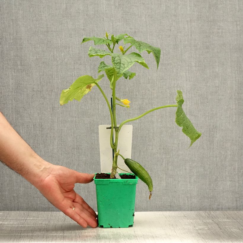Cucumber Bella - GRAFTED Cucumis sativus 10cm/11cm pot sample as delivered in spring