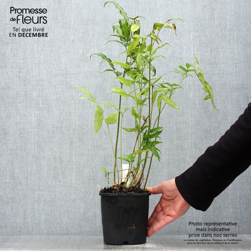 Coniogramme emeiensis 2L/3L pot sample as delivered in winter