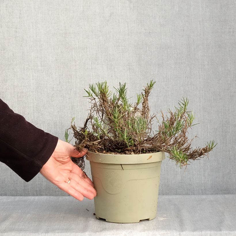 Conradina Little Rosie 3L/4L pot sample as delivered in winter