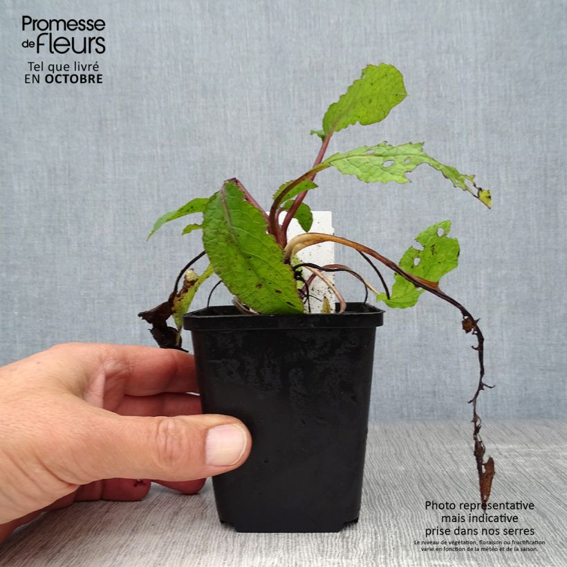 Symphytum grandiflorum - Comfrey 8/9 cm pot sample as delivered in autumn