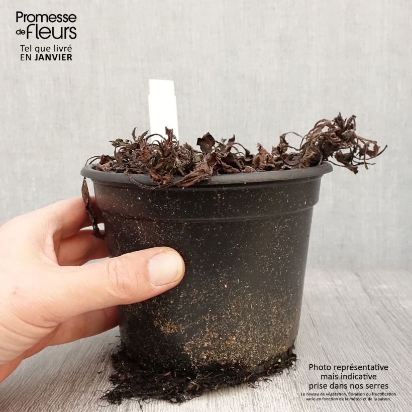 Symphytum grandiflorum - Comfrey 2L/3L pot sample as delivered in winter