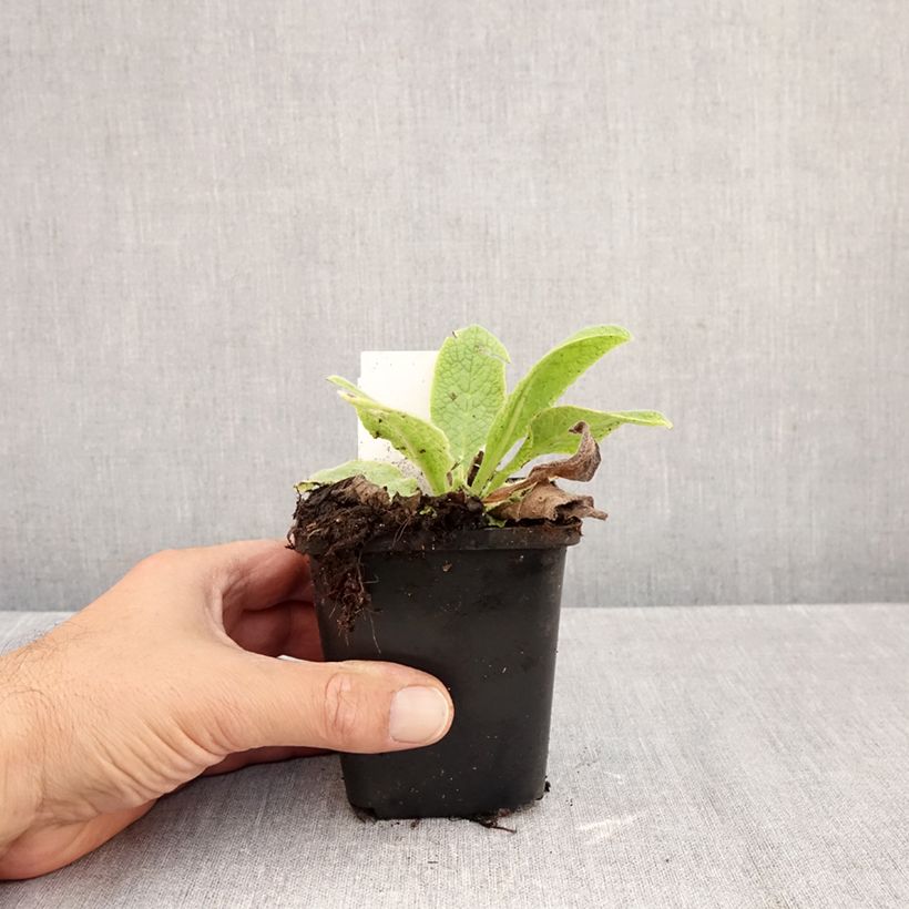 Symphytum azureum  8/9 cm pot sample as delivered in autumn