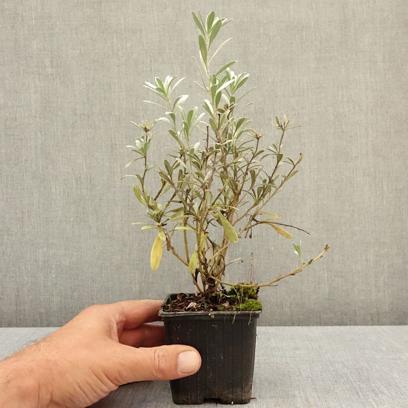 Convolvulus cneorum - Silver bindweed 8/9 cm pot sample as delivered in summer