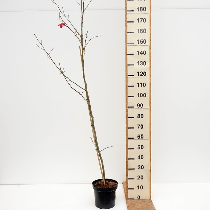 Liquidambar styraciflua Aurora 4L/5L pot sample as delivered in autumn
