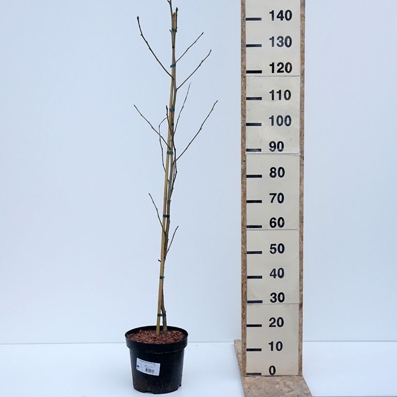 Liquidambar styraciflua Aurora 4L/5L pot sample as delivered in winter