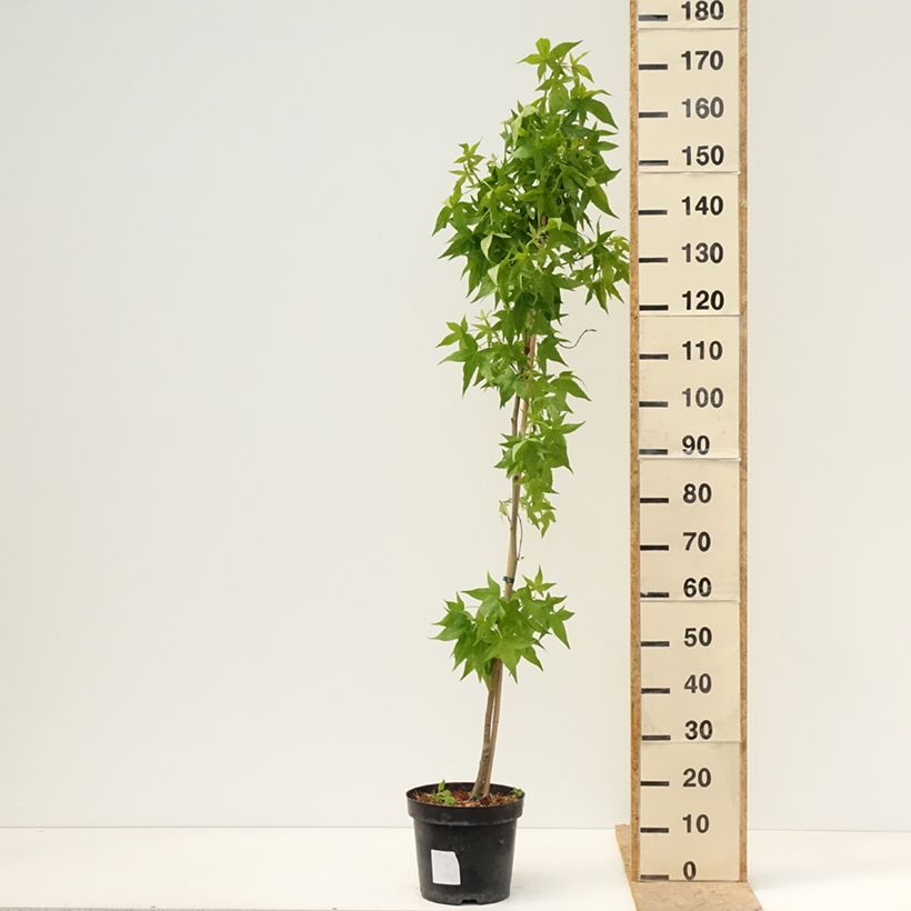 Liquidambar styraciflua Aurora 4L/5L pot sample as delivered in spring