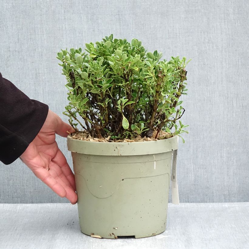 Coprosma Mini Mac 3L/4L pot sample as delivered in autumn
