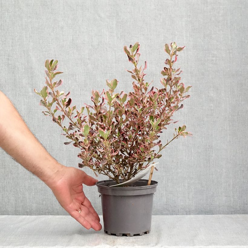 Coprosma Pacific Dawn 2L/3L pot sample as delivered in summer