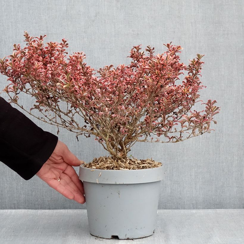 Coprosma Pacific Dawn 2L/3L pot sample as delivered in winter