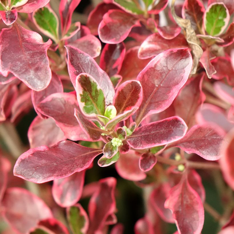 Coprosma x repens ECLIPSE (Foliage)