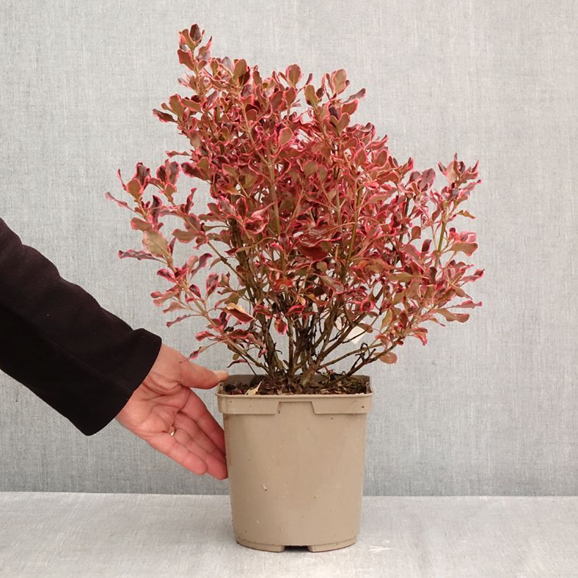 Coprosma x repens ECLIPSE 3L/4L pot sample as delivered in autumn