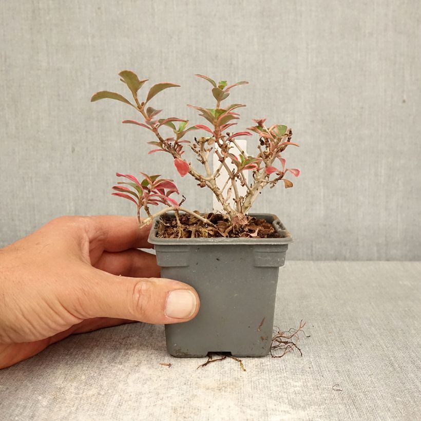 Coprosma repens Fire Burst 8/9 cm pot sample as delivered in spring