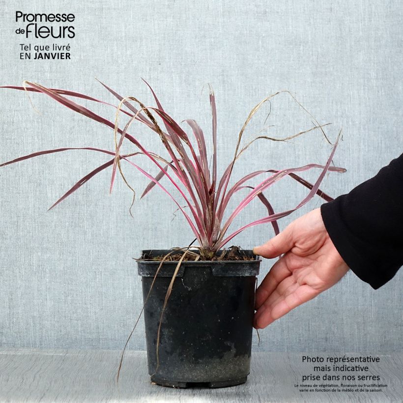 Cordyline australis Cherry Sensation - Cabbage Tree 2L/3L pot sample as delivered in winter