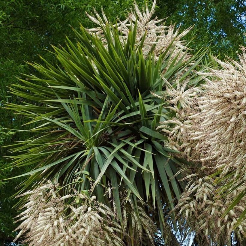 Cordyline australis - Cabbage Tree (Foliage)
