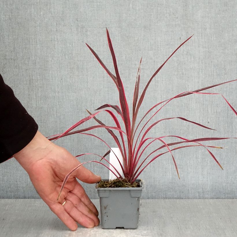 Cordyline australis Cherry Sensation - Cabbage Tree 8/9 cm pot sample as delivered in spring
