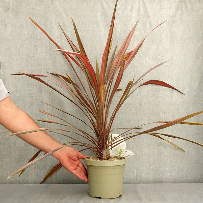 Cordyline australis Coral™ 3L/4L pot sample as delivered in summer