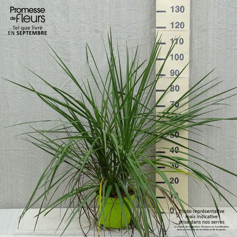 Cordyline australis - Cabbage Tree 6L/7L pot sample as delivered in autumn