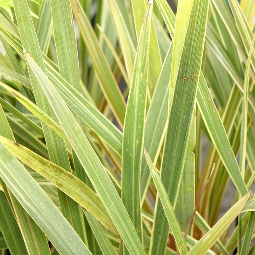 Cordyline australis Fantasy  (Foliage)