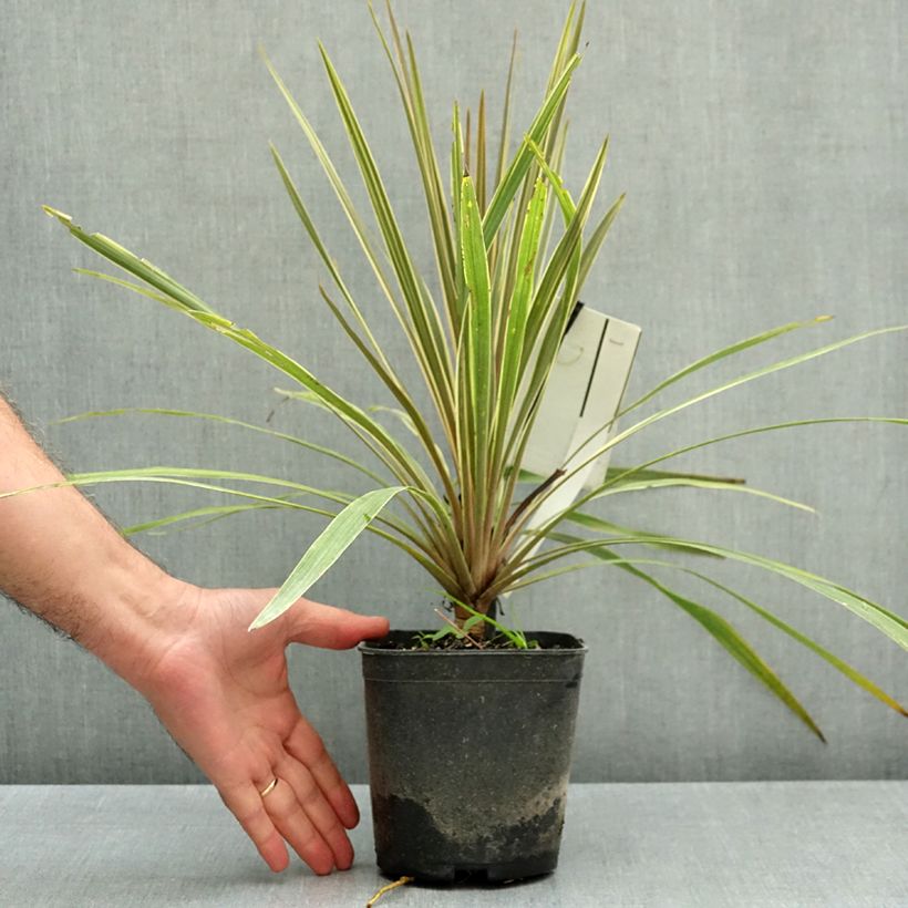 Cordyline australis Fantasy  2L/3L pot sample as delivered in autumn