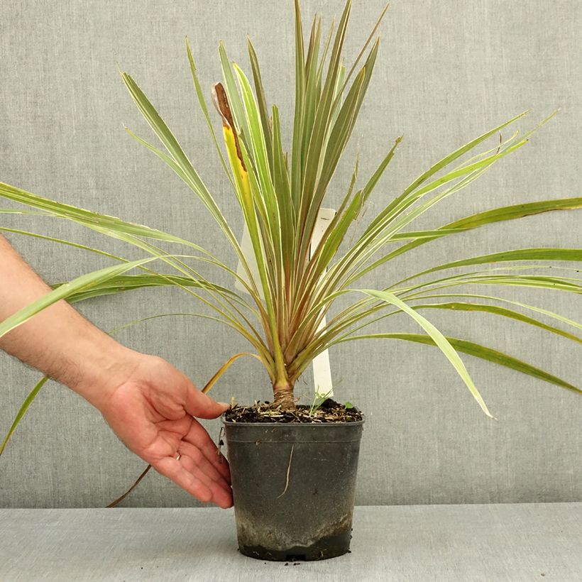 Cordyline australis Fantasy  2L/3L pot sample as delivered in summer