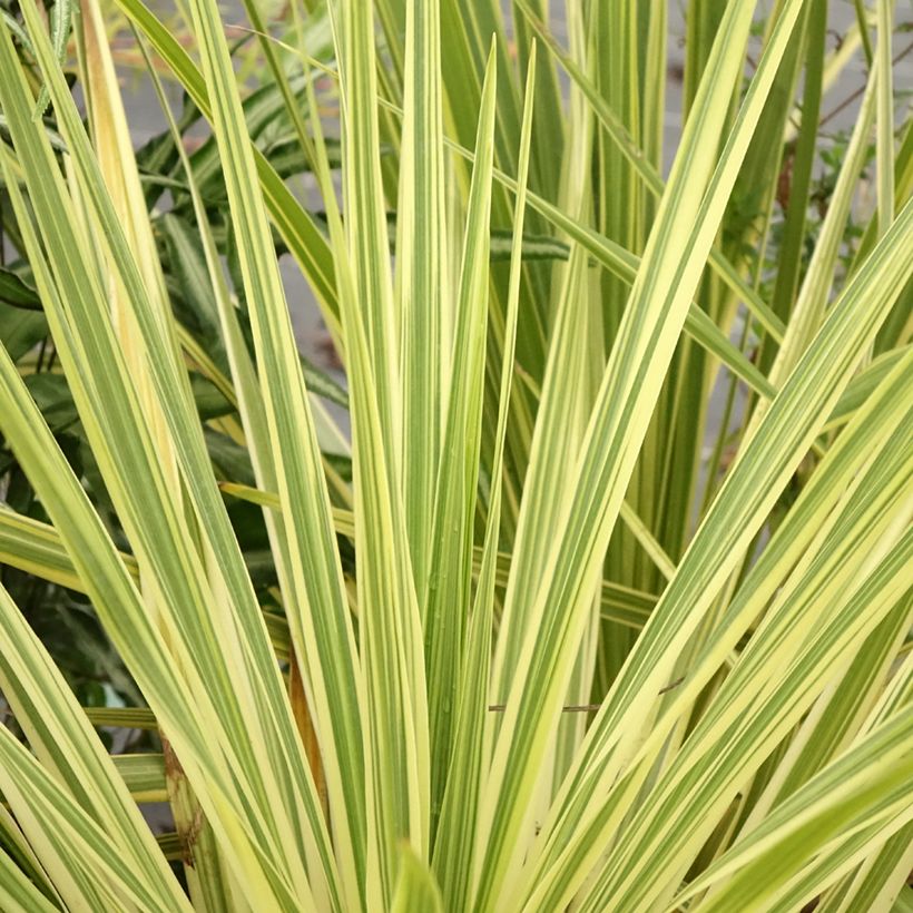 Cordyline australis Lime Passion  (Foliage)