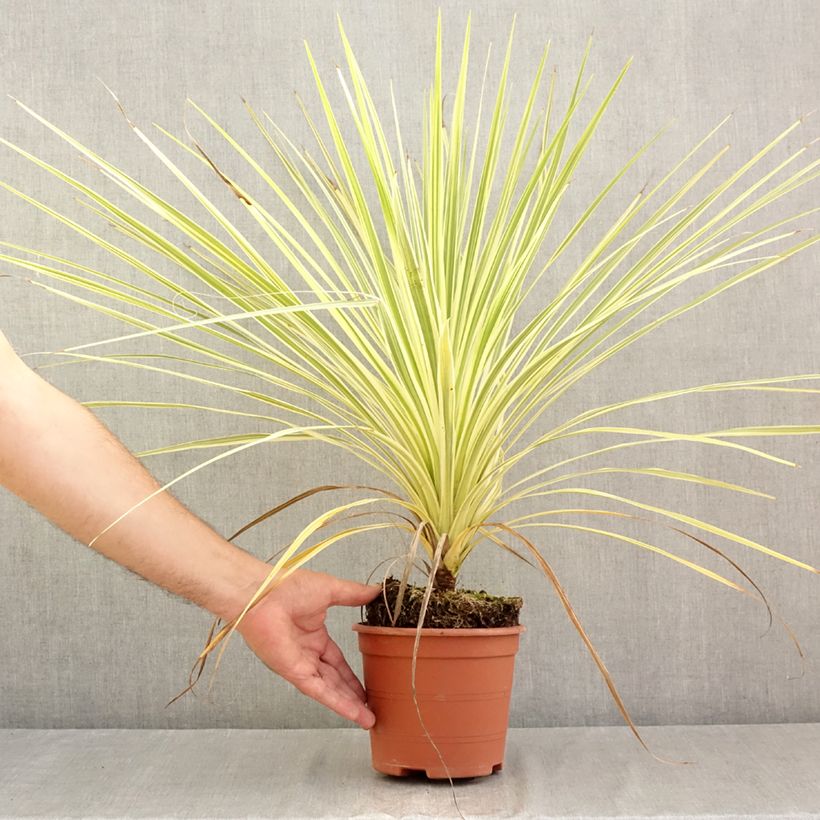 Cordyline australis Lime Passion  2L/3L pot sample as delivered in summer