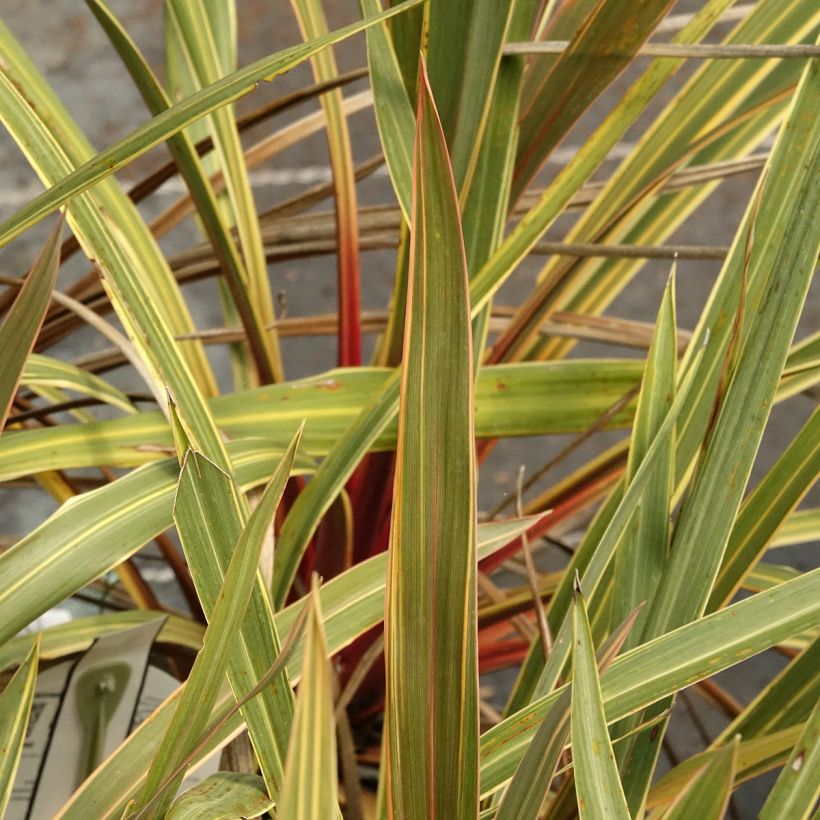 Cordyline australis Magic Star (Foliage)